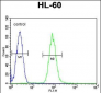 DPP3 Antibody (C-term)